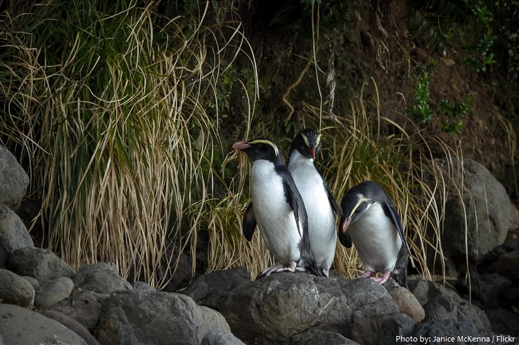 fiordland-penguin-2