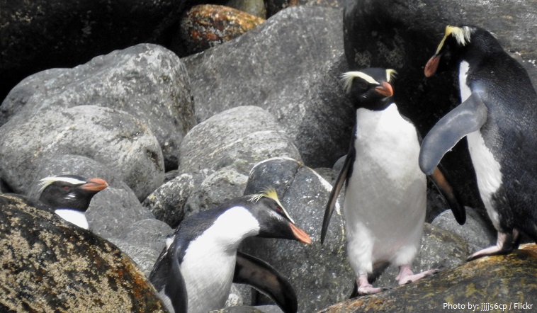 fiordland-penguin-3