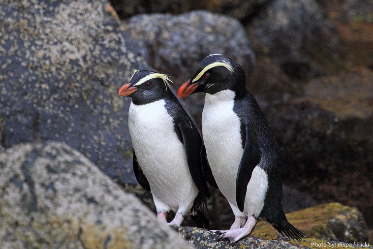 fiordland-penguin-4