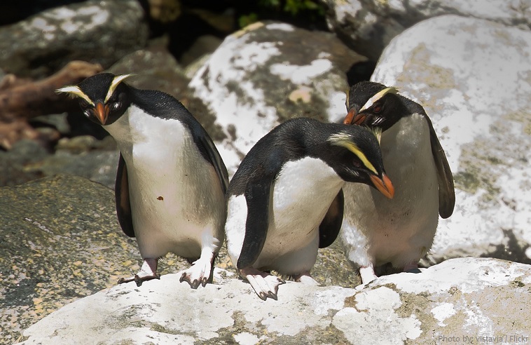 fiordland penguin