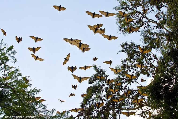 flying-foxes-2