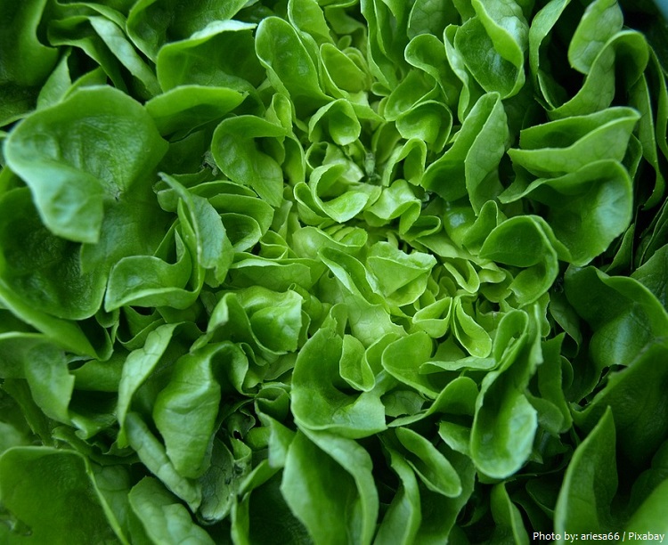 lettuce-5
