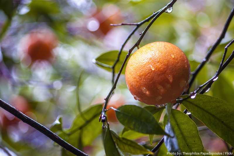 mandarin-oranges-4