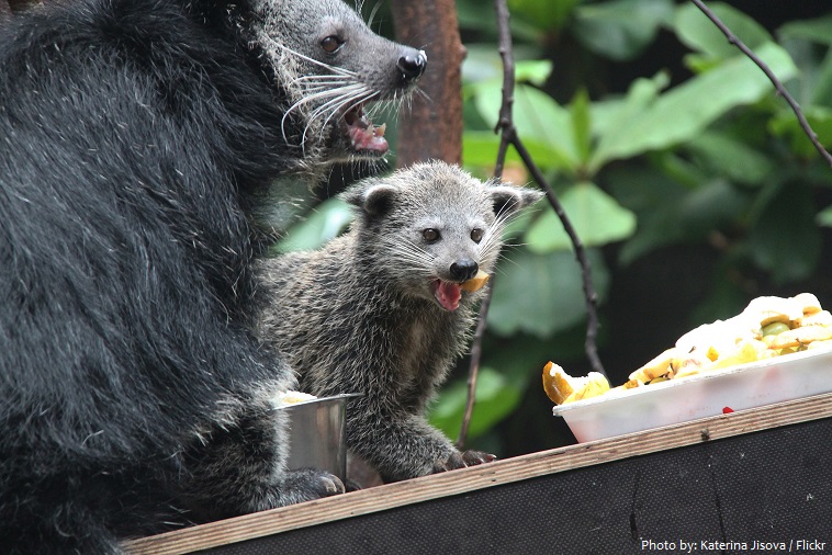 binturong mother and young