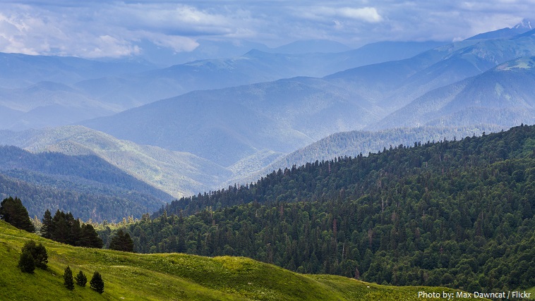 caucasus mountains forest