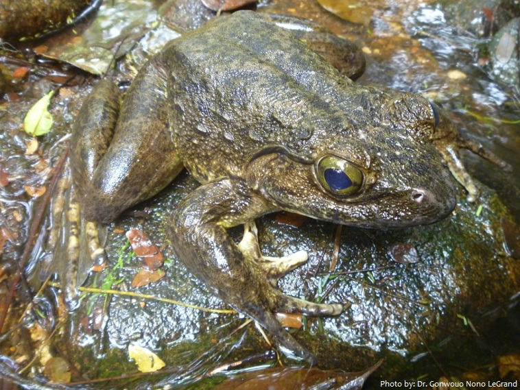 goliath frog