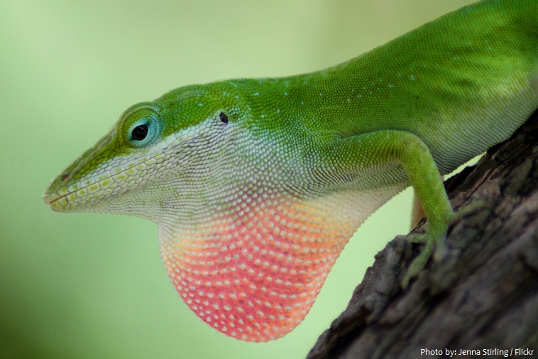 green-anole-2