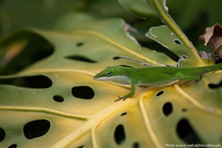 green-anole-5