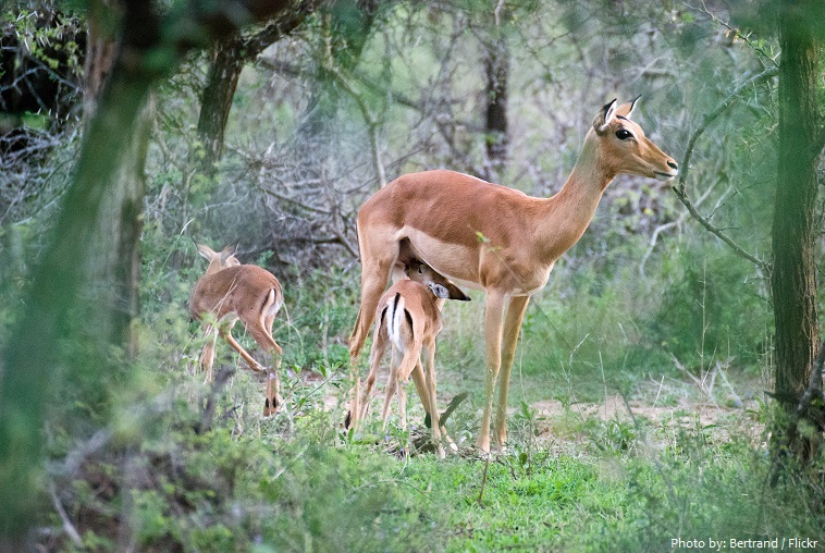 impala mother and cubs