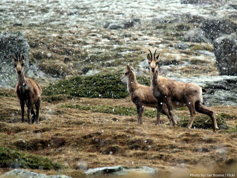 pyrenees ibex