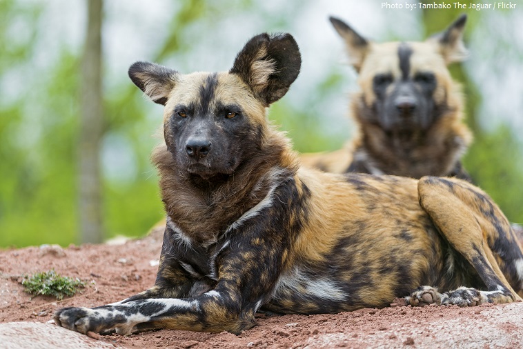 african-wild-dogs-2