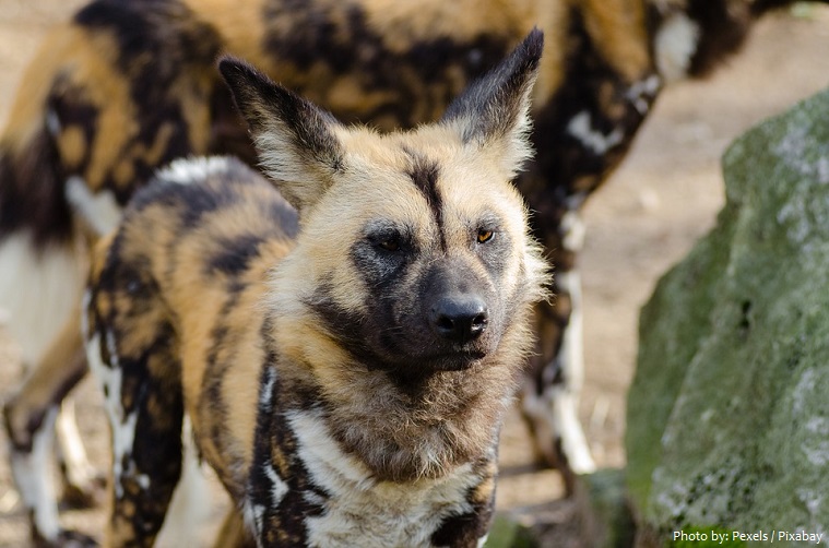 african-wild-dogs-3