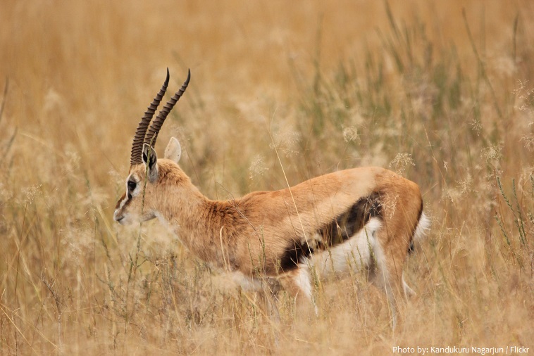 Interesting facts about gazelles | Just Fun Facts