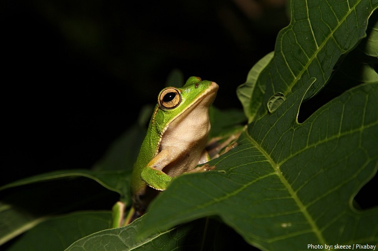tree-frog-3