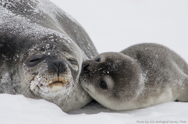 weddell seal mother and cub