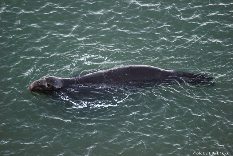 elephant-seal swiming