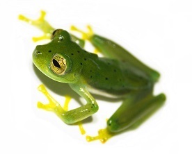 glass-frog-5