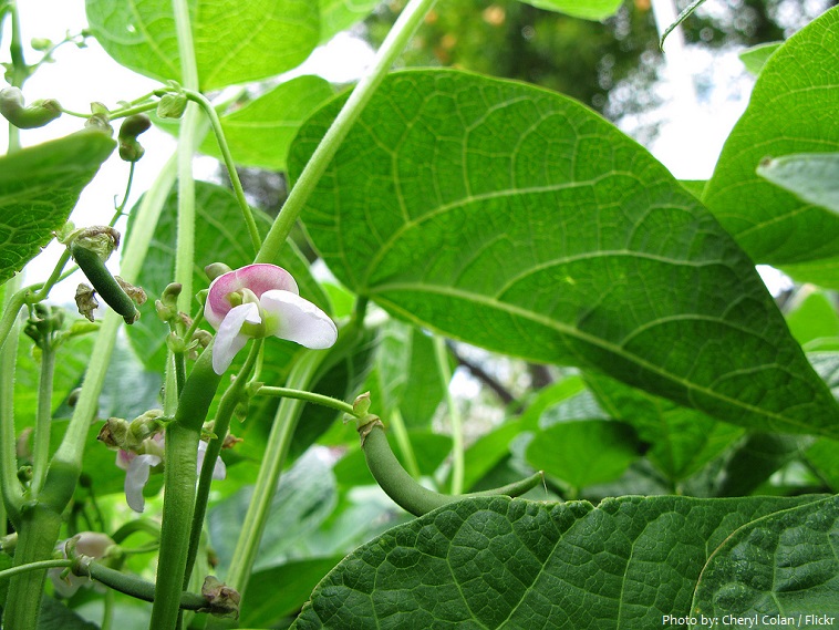 green beans plant