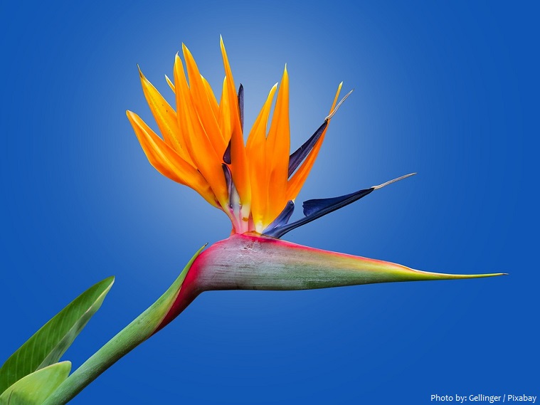 bird-of-paradise-flower-3