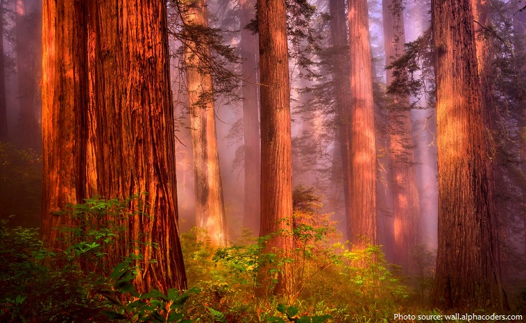 redwood fog