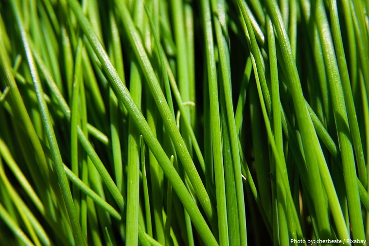 chives-4