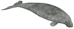dugong-6