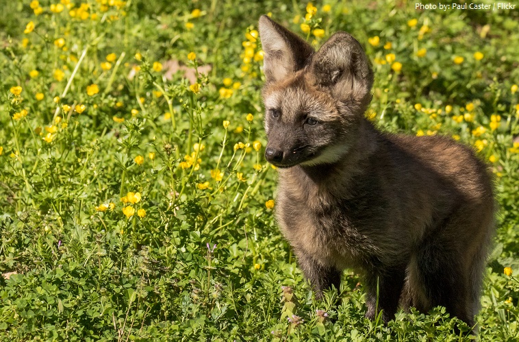 maned wolf cub
