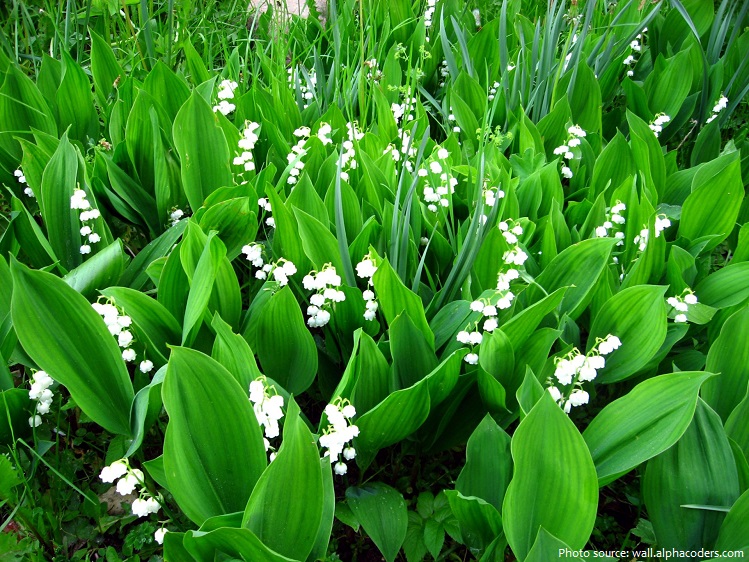 lily-of-the-valley-2