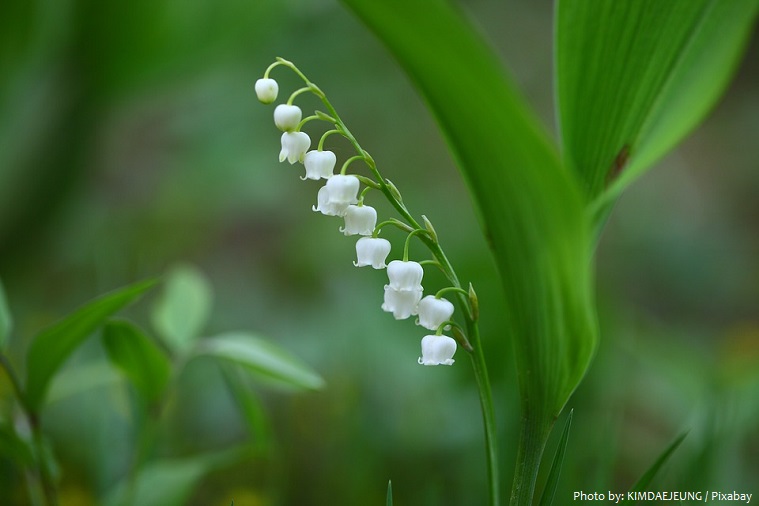 lily-of-the-valley-3