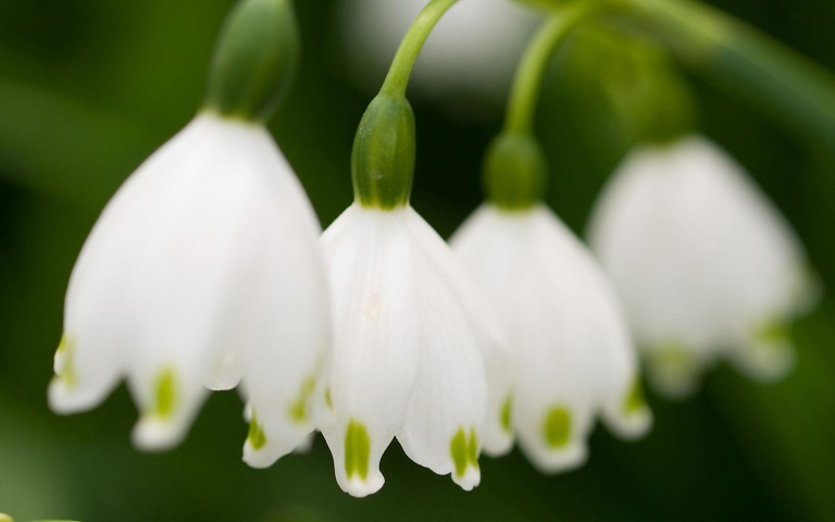 lily-of-the-valley-4