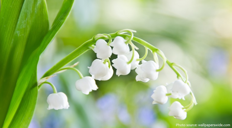 lily-of-the-valley-6