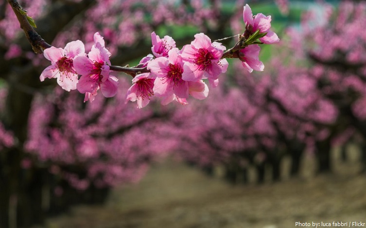 nectarine blossoms