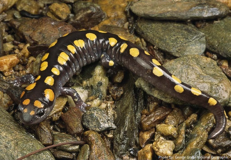 salamander-3