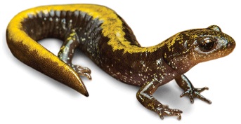 salamander-7