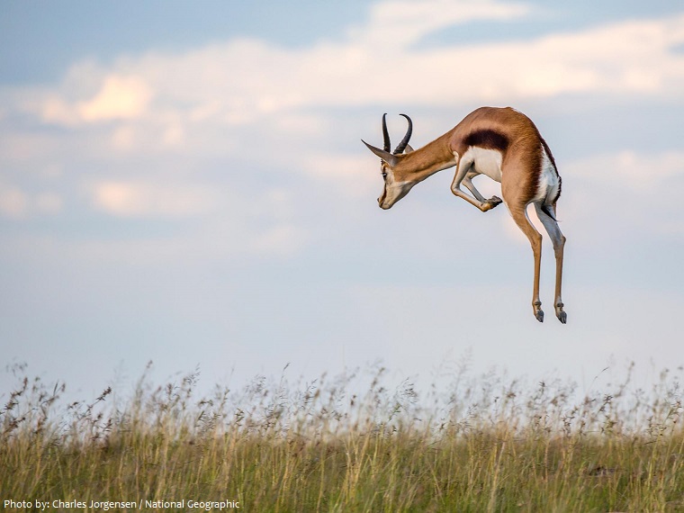 springbok jump