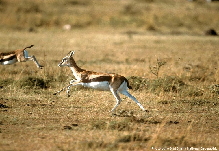 thomson's gazelle running