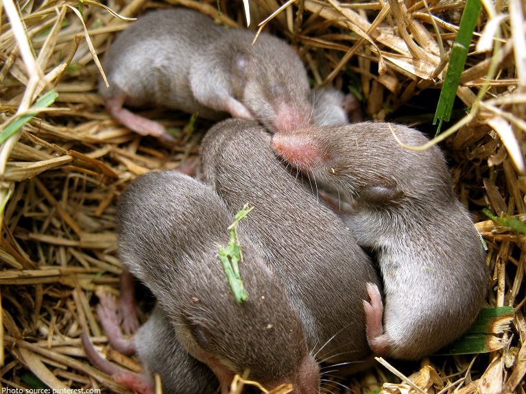 baby moles