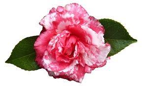 camellia-4