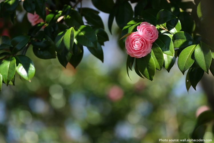 camellias-2