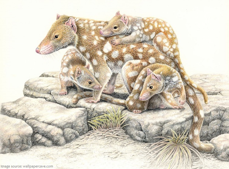 quoll-with-babies