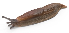 slug-5
