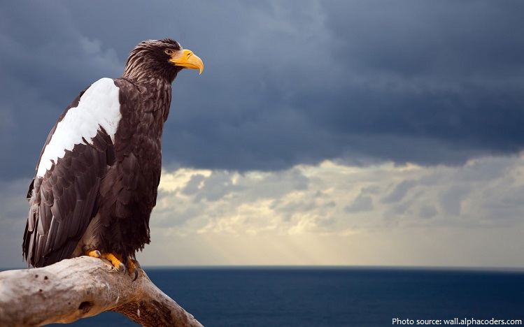 stellers sea eagle
