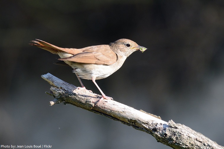common-nightingale-2
