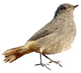 common-nightingale-5