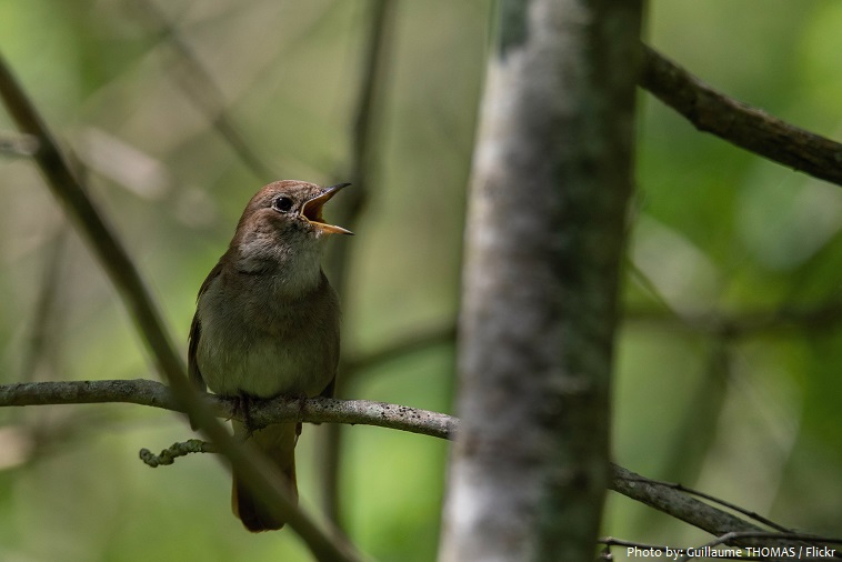 common-nightingale-singing-2