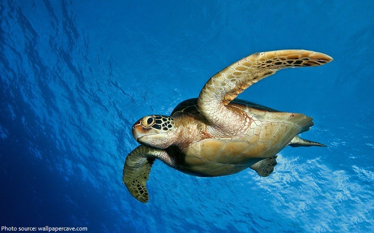 green-sea-turtle-2