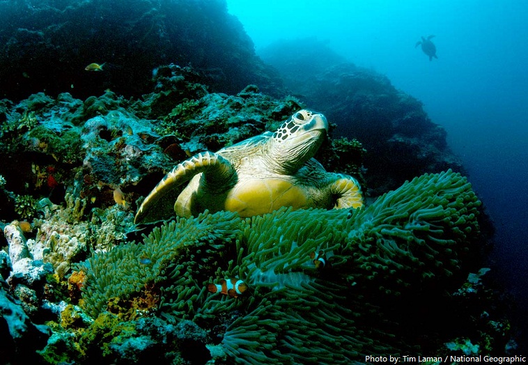 green-sea-turtle-3