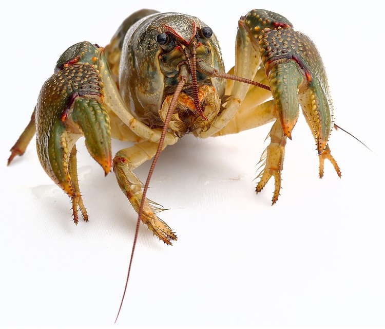 lobster-2