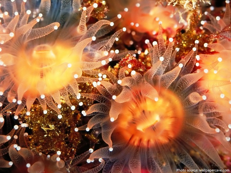 sea-anemones-2