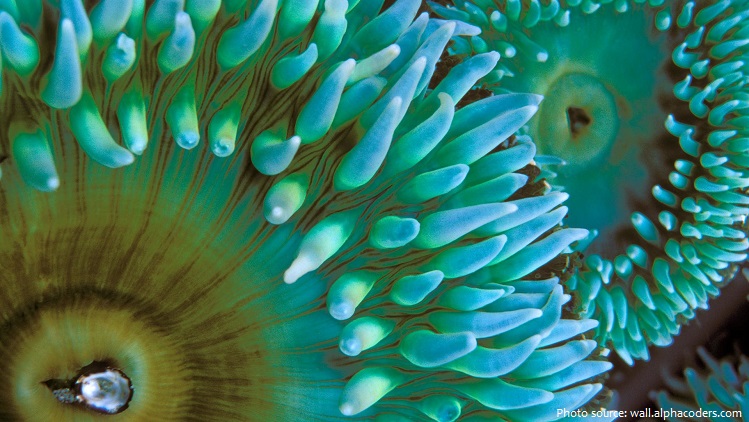 sea-anemones-3